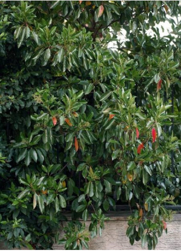 VIBURNUM ODORATISSIMUM