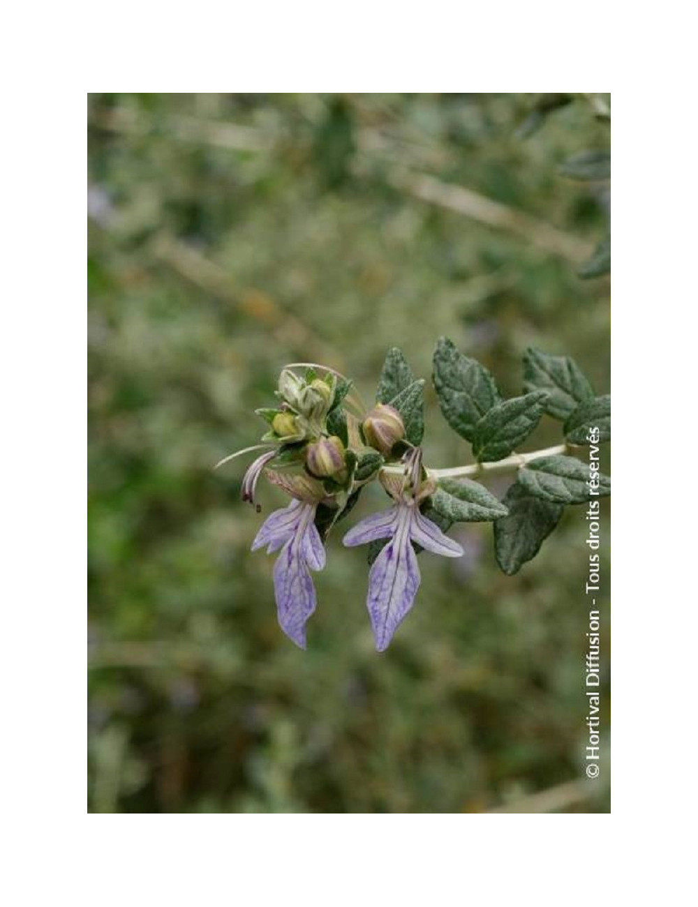 TEUCRIUM fruticans