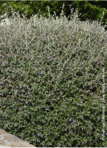 TEUCRIUM fruticans