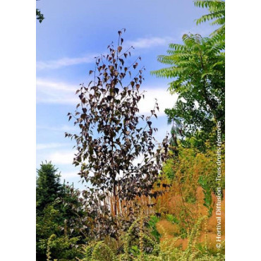 BETULA CRIMSON FROST