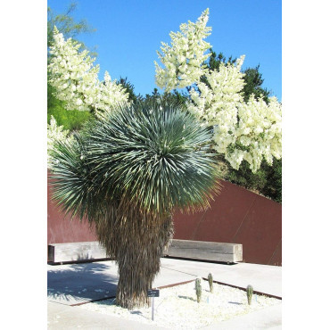 YUCCA Rostrata