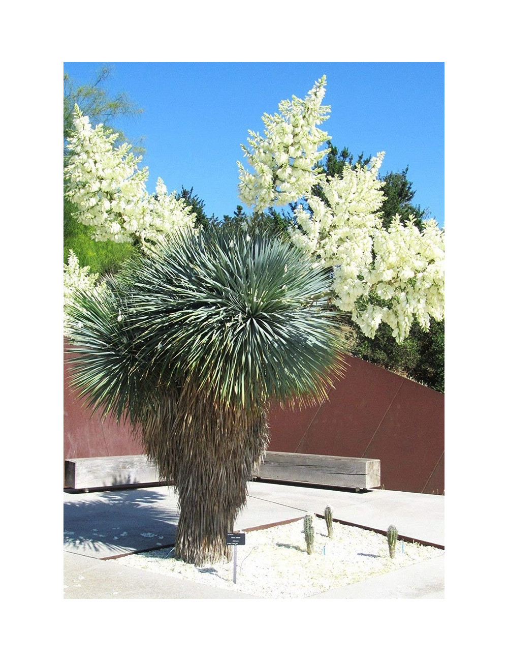 YUCCA Rostrata