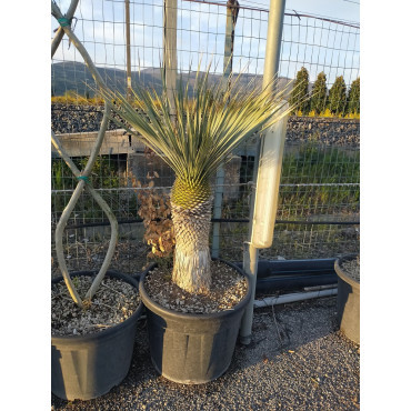 YUCCA Rostrata En pot hauteur du tronc 040-060 cm