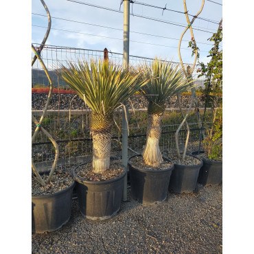 YUCCA Rostrata En pot hauteur du tronc 060-080 cm