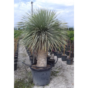 YUCCA Rostrata En pot hauteur du tronc 080-100 cm