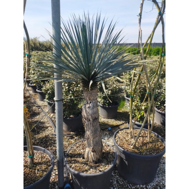 YUCCA Rostrata En pot hauteur du tronc 100-120 cm