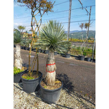 YUCCA Rostrata En pot hauteur du tronc 120-140 cm