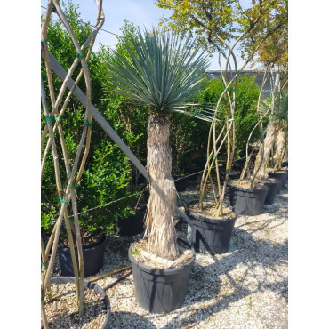 YUCCA Rostrata En pot hauteur du tronc 140-160 cm