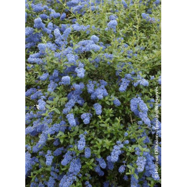 CEANOTHUS ITALIAN SKIES