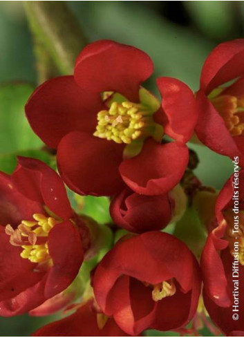 CHAENOMELES speciosa HOT FIRE
