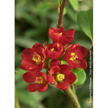 CHAENOMELES speciosa HOT FIRE