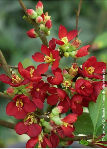 CHAENOMELES speciosa HOT FIRE