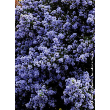 CEANOTHUS impressus PUGET BLUE