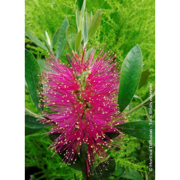 CALLISTEMON viminalis HOT PINK