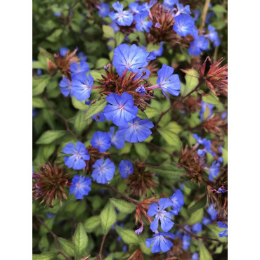 CERATOSTIGMA willmottianum