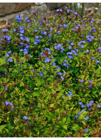 CERATOSTIGMA willmottianum