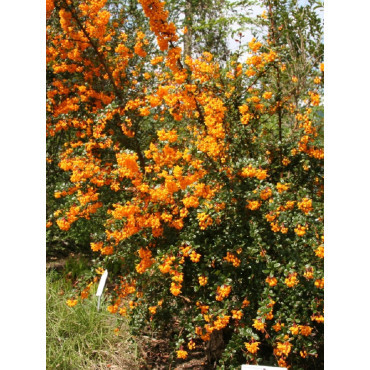 BERBERIS darwinii