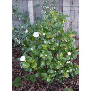 CAMELLIA japonica BLANC