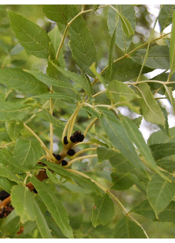 FRAXINUS excelsior JASPIDEA