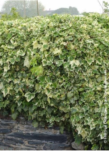 HEDERA canariensis GOIRE DE MARENGO
