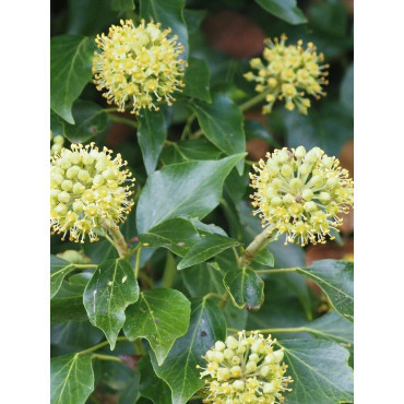 HEDERA helix