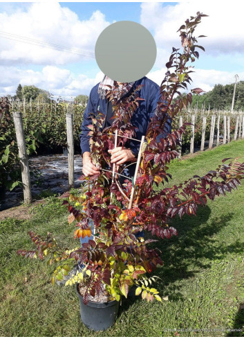 CAMPSIS tagliabuana INDIAN SUMMER