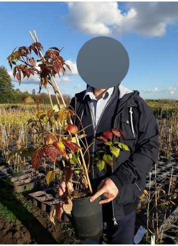 CAMPSIS tagliabuana INDIAN SUMMER