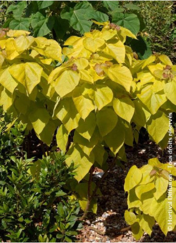 CATALPA bignonioides AUREA