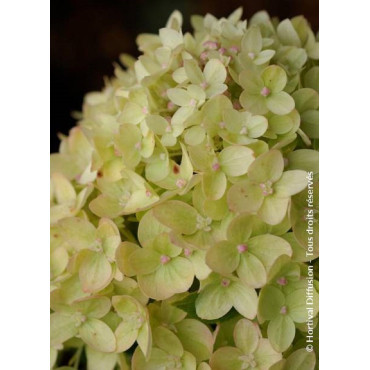 HYDRANGEA paniculata LITTLE LIME