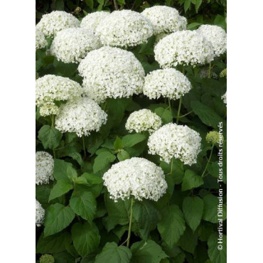 HYDRANGEA arborescens ANNABELLE