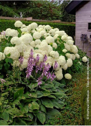 HYDRANGEA arborescens ANNABELLE