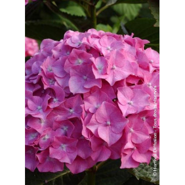 HYDRANGEA BENELUX ROSE