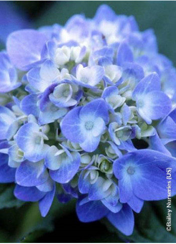 HYDRANGEA ENDLESS SUMMER ORIGINAL BLEU