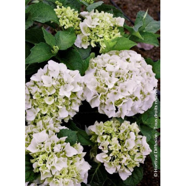 HYDRANGEA IMMACULATA