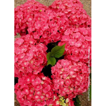 HYDRANGEA LEUCHTFEUER