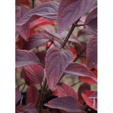 HYDRANGEA paniculata DIAMANT ROUGE