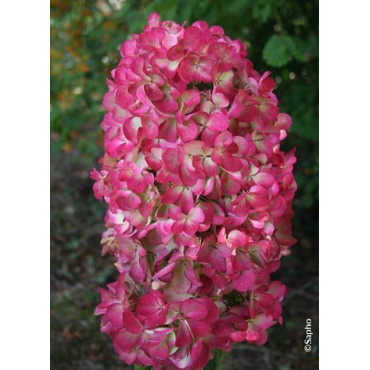 HYDRANGEA paniculata DIAMANT ROUGE