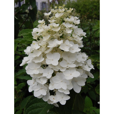 HYDRANGEA paniculata KYUSHU
