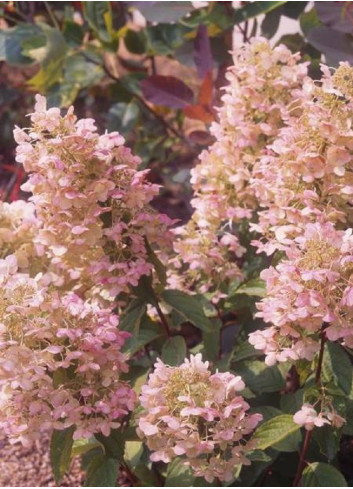 HYDRANGEA paniculata UNIQUE