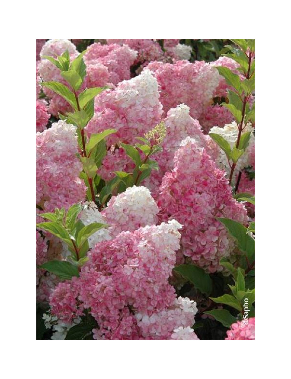 HYDRANGEA paniculata VANILLE FRAISE