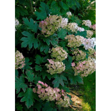 HYDRANGEA quercifolia SNOW QUEEN