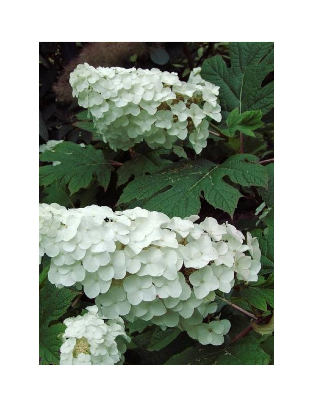 HYDRANGEA quercifolia SNOW QUEEN