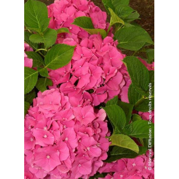 HYDRANGEA ROSITA