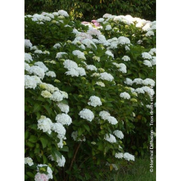 HYDRANGEA SŒUR THÉRÈSE