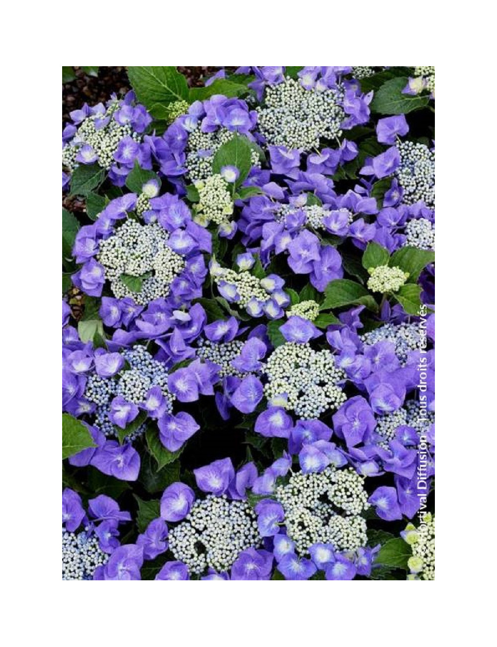HYDRANGEA TELLER BLAUMEISE