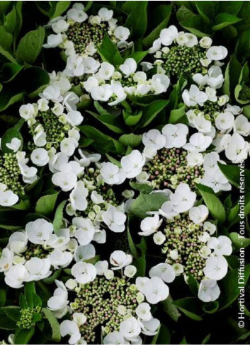 HYDRANGEA TELLER WEISS
