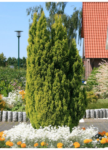 CHAMAECYPARIS lawsoniana ELLWOOD'S GOLD