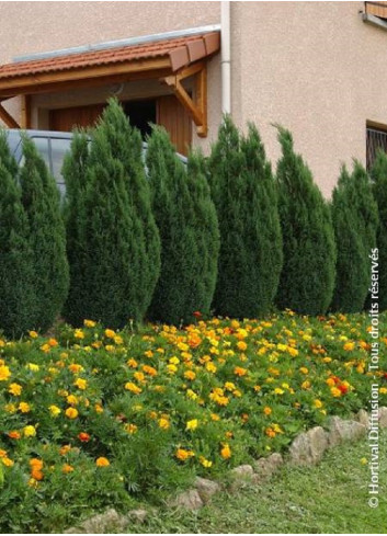 CHAMAECYPARIS lawsoniana ELLWOODII