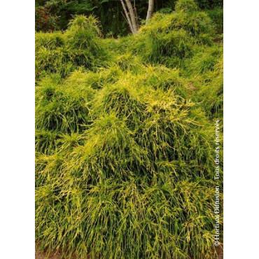 CHAMAECYPARIS pisifera SUNGOLD