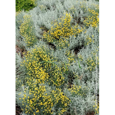 SANTOLINA chamaecyparissus